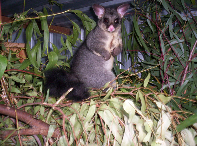 thumbnail_environment_brushtail_possum