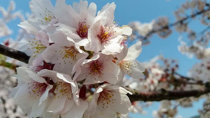 벚꽃! Cherry Blossoms in Korea