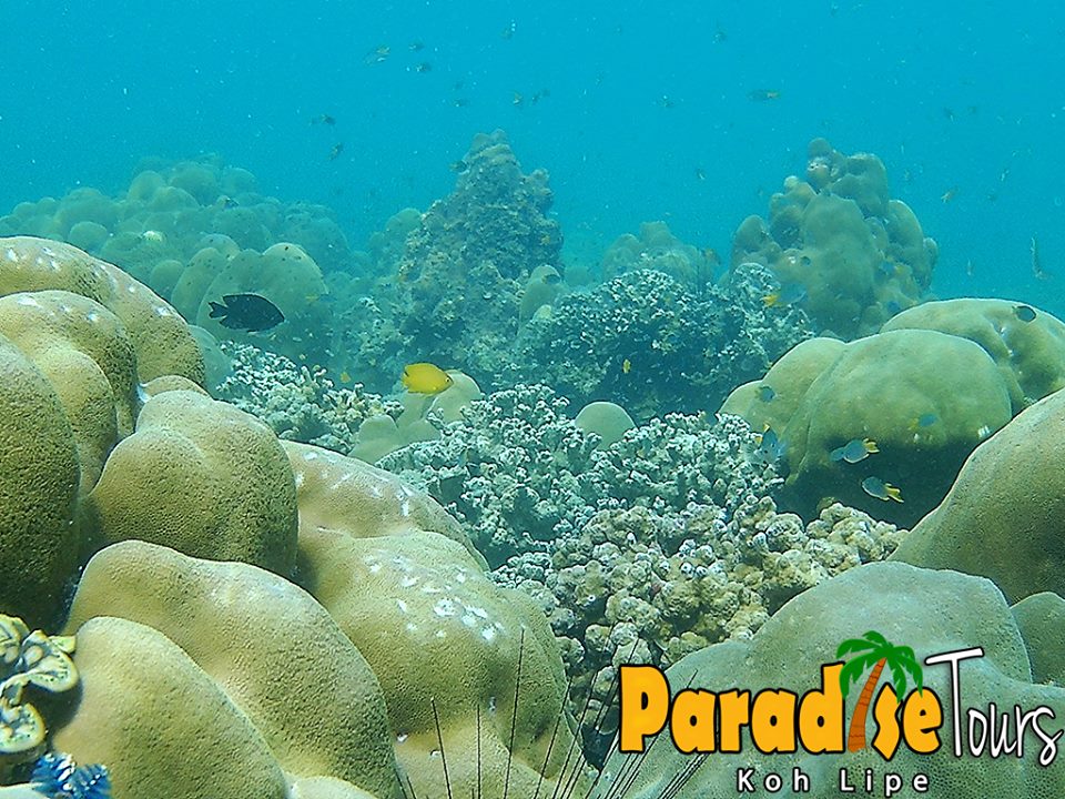 12507561_1774980462730740_5103725418191163194_n