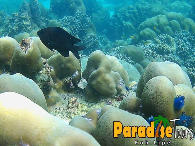 12507647_1774980512730735_1991212463300109492_n