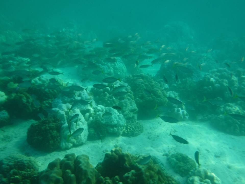 13406931_1835192690042850_2087415717292598376_n