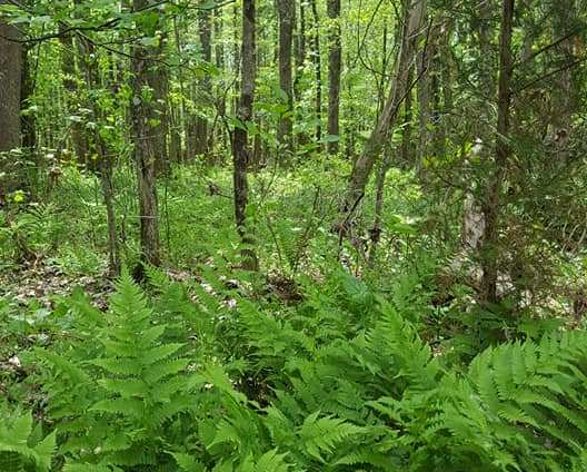 58444027_2288975364456513_4244888406825369600_n